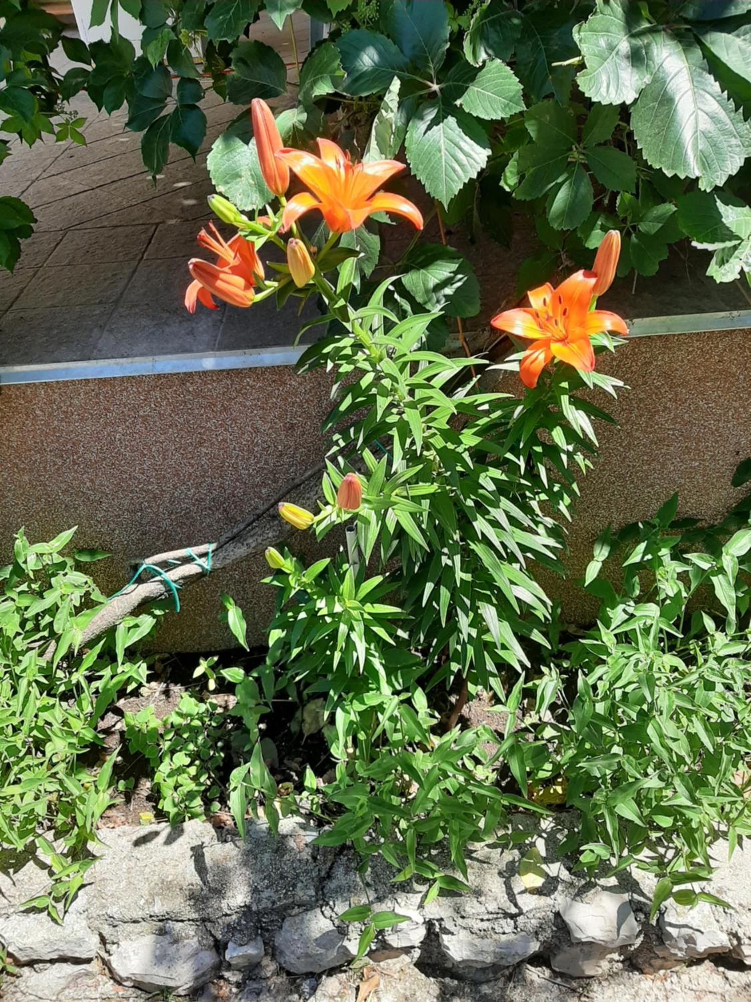 Apartmani Marija 波弗加纳 客房 照片
