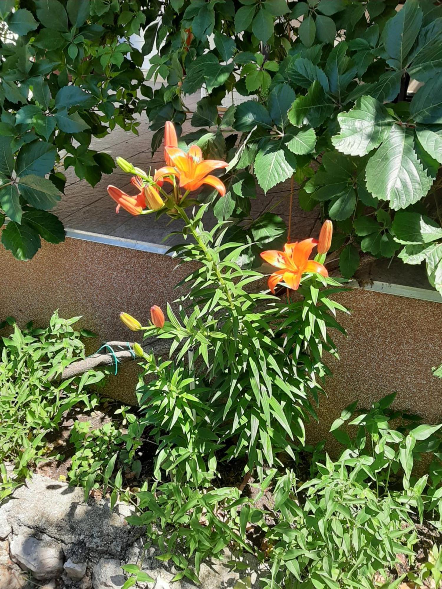Apartmani Marija 波弗加纳 客房 照片